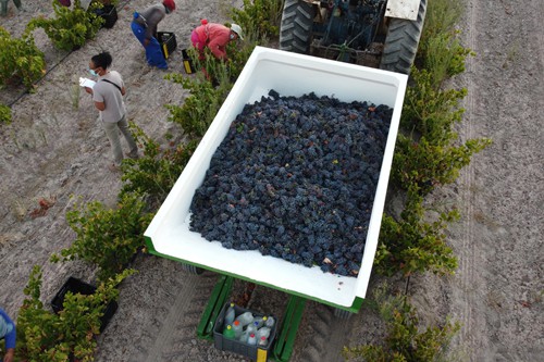 Famr and Vineyard (10)