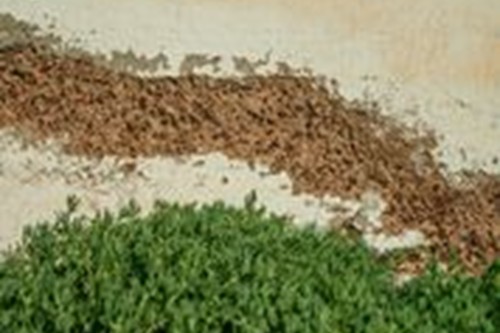 Famr and Vineyard (2)