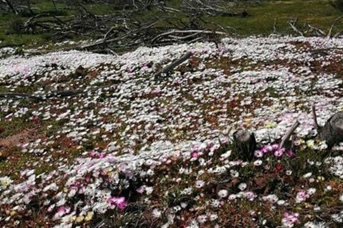 Famr and Vineyard (2)