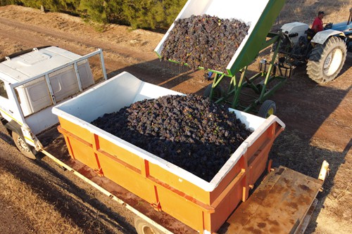 Famr and Vineyard (9)